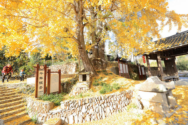 古银杏 侗寨 保护 美丽 风景画  吸引 游客