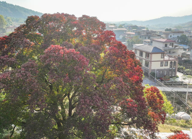 美丽乡村 生态  乡村振兴  人居环境 道县