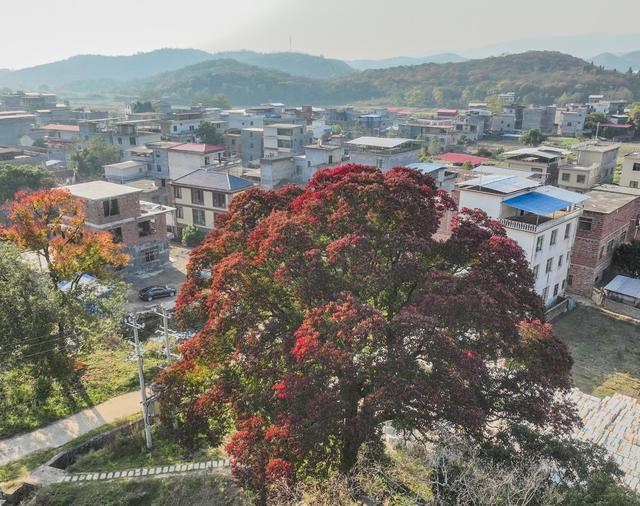 美丽乡村 生态  乡村振兴  人居环境 道县