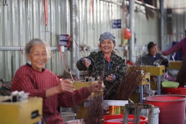 加工、中药材、钩藤、农业、乡村产业