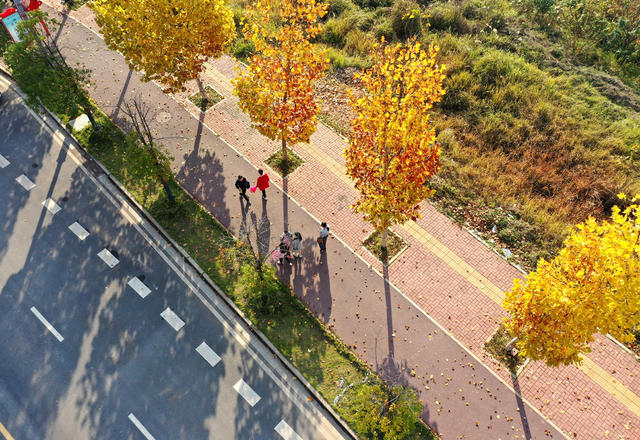 金黄  树叶  旅游  观光  观赏 风景  自然  景观