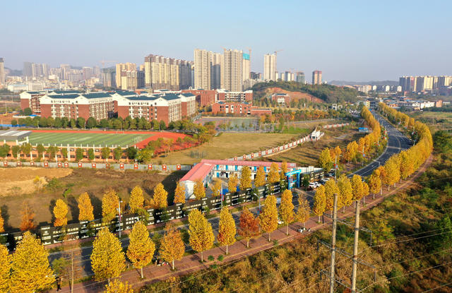 金黄  树叶  旅游  观光  观赏 风景  自然  景观