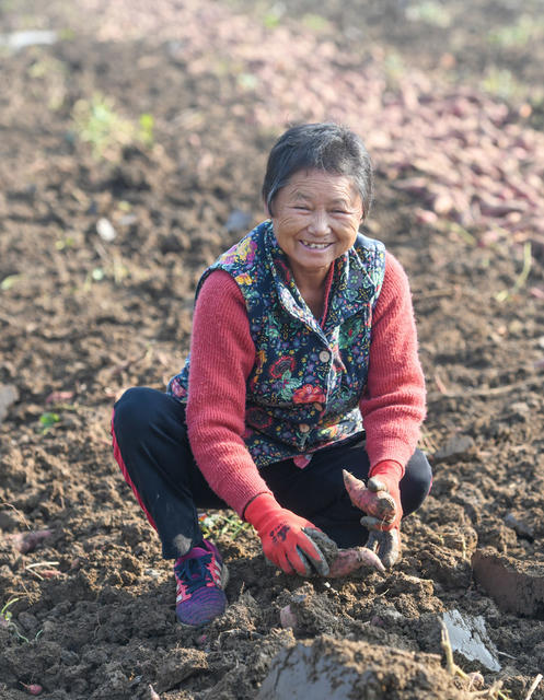 道县 特色种植 产业 红薯