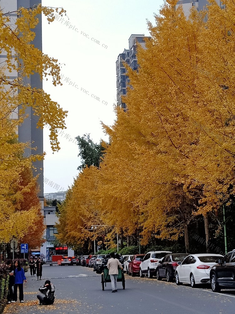 金黄的银杏树烘托出浪漫的吉首秋天