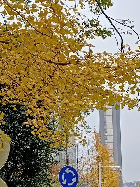金黄的银杏树烘托出浪漫的吉首秋天