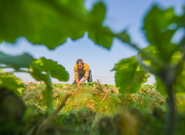 油菜 管护 田间  农业  道且