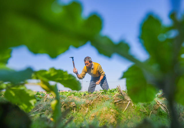 油菜 管护 田间  农业  道且