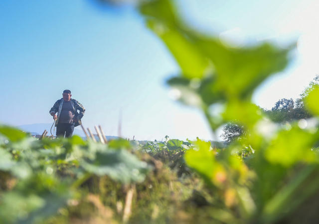 油菜 管护 田间  农业  道且