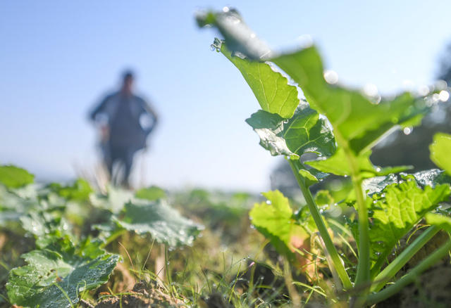 油菜 管护 田间  农业  道且