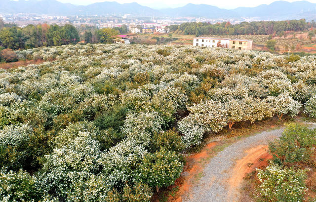 油茶林  茶花  乡村  基地  旅游  风景  自然  乡村振兴  生态  产业