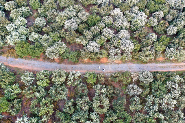 油茶林  茶花  乡村  基地  旅游  风景  自然  乡村振兴  生态  产业