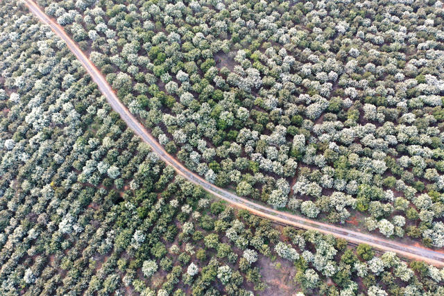 油茶林  茶花  乡村  基地  旅游  风景  自然  乡村振兴  生态  产业