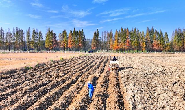 湖南  常宁  冬种  生产