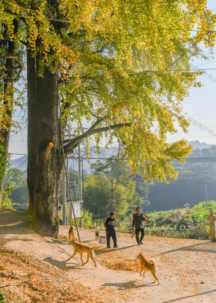 生态 银杏 金黄 道县