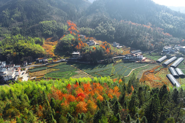 湖南桂东 初冬  青竹村 画 蔬菜 森林
