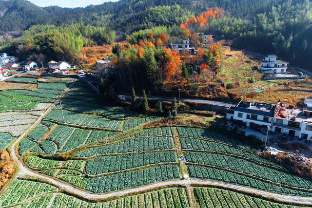 湖南桂东 初冬  青竹村 画 蔬菜 森林