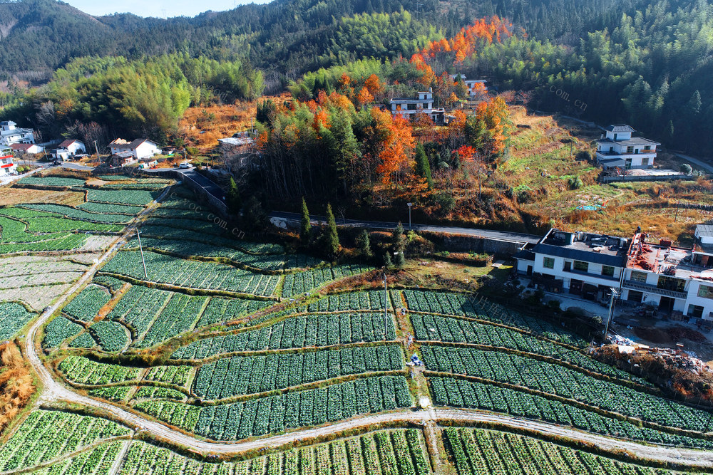 湖南桂东 初冬  青竹村 画 蔬菜 森林