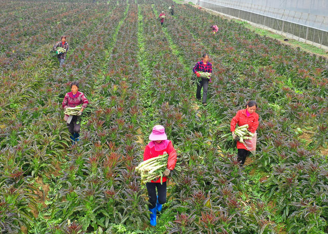 嘉禾：蔬菜基地采收忙