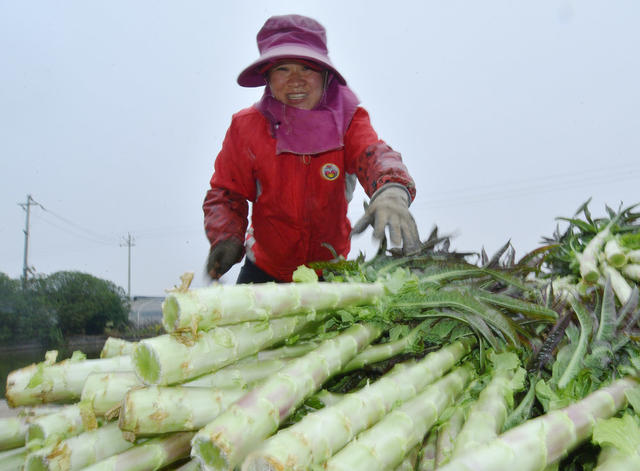 嘉禾：蔬菜基地采收忙