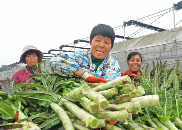 嘉禾：蔬菜基地采收忙