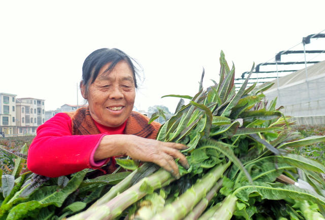 嘉禾：蔬菜基地采收忙