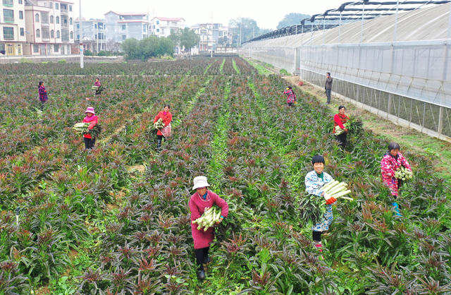 嘉禾：蔬菜基地采收忙