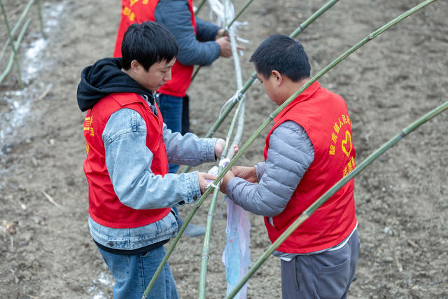 羊肚菌,冬种,搭棚,志愿者,农忙,翻土,施肥,乡村振兴