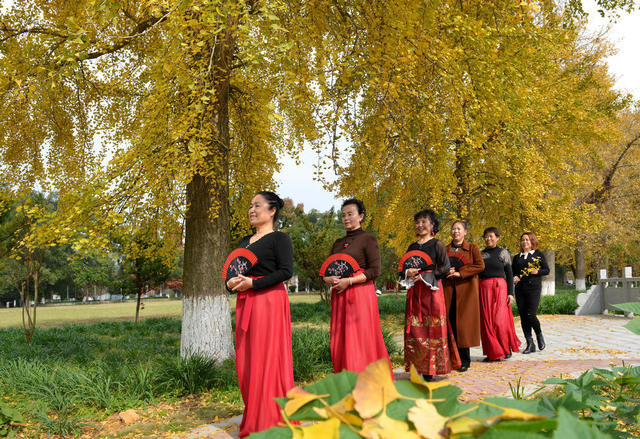 银杏树下走秀忙--洪江市安江农校杂交水稻纪念园