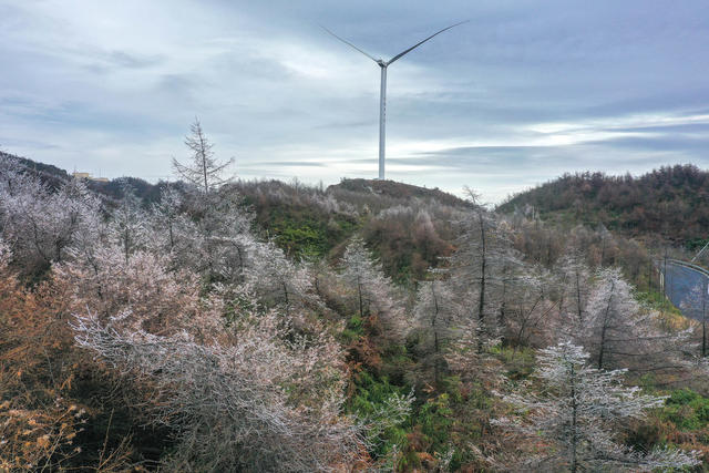 湖南 湘西 龙山 首场 雾凇 景观 风力 发电场 装扮 妖娆 
