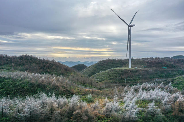 湖南 湘西 龙山 首场 雾凇 景观 风力 发电场 装扮 妖娆 