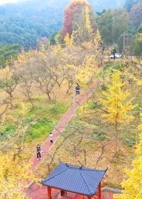 嘉禾：杏林景美  乐享周末