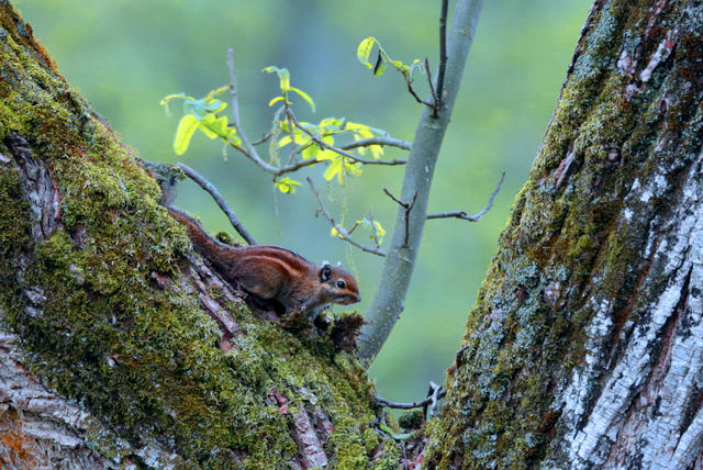 桂东县 野生动物
