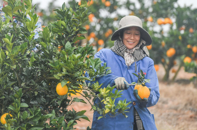道县 脐橙 产业 农民 农业