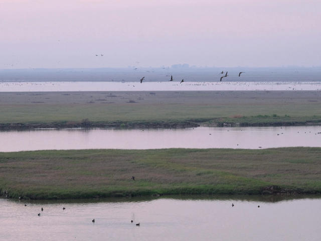 候鸟，采桑湖，越冬