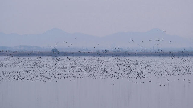 候鸟，采桑湖，越冬