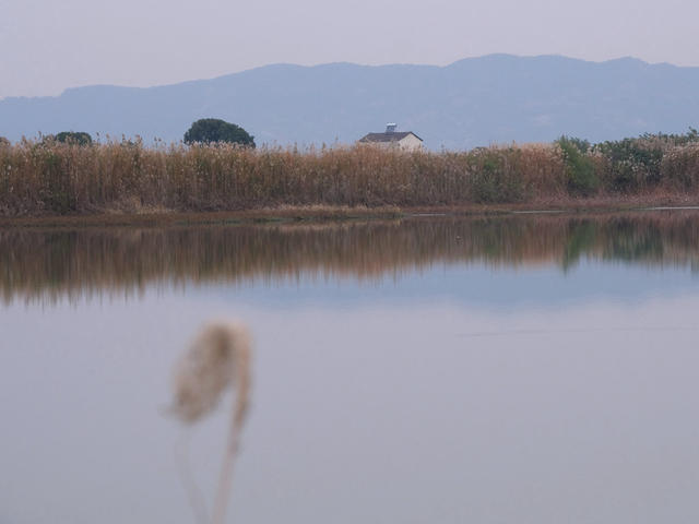 候鸟，采桑湖，越冬