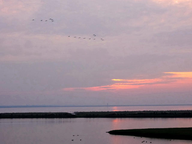 候鸟，采桑湖，越冬