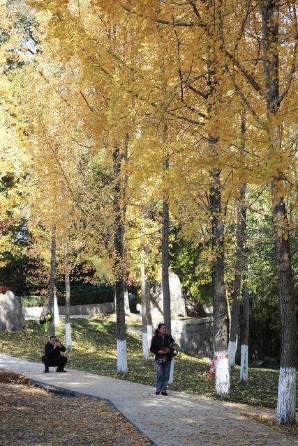 吉首 天气 晴好 大学 校园 银杏 金黄 美丽 画卷 市民 休闲
