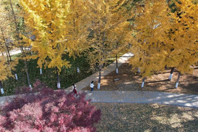 吉首 天气 晴好 大学 校园 银杏 金黄 美丽 画卷 市民 休闲