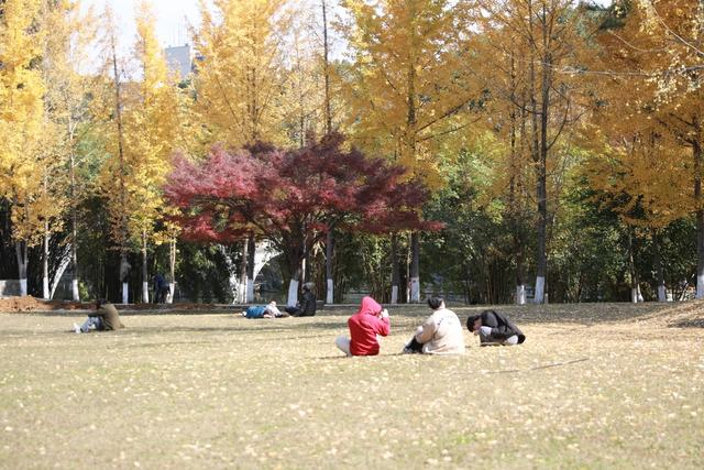 吉首 天气 晴好 大学 校园 银杏 金黄 美丽 画卷 市民 休闲