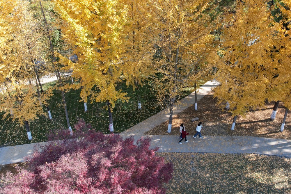 吉首 天气 晴好 大学 校园 银杏 金黄 美丽 画卷 市民 休闲