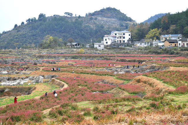 乡村振兴 农旅融合 产业发展 凤凰 