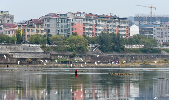 冬日  白鹭  嬉戏