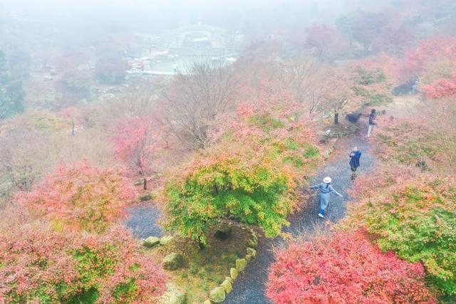 枫树 枫叶 景区 风景 旅游 乡村 生态游客