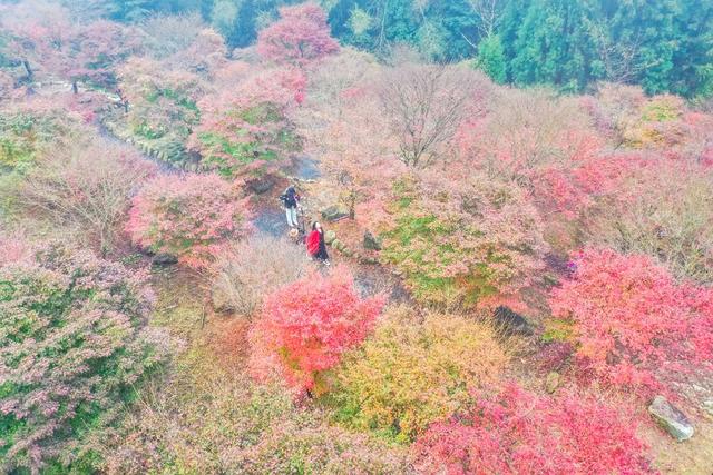 枫树 枫叶 景区 风景 旅游 乡村 生态游客