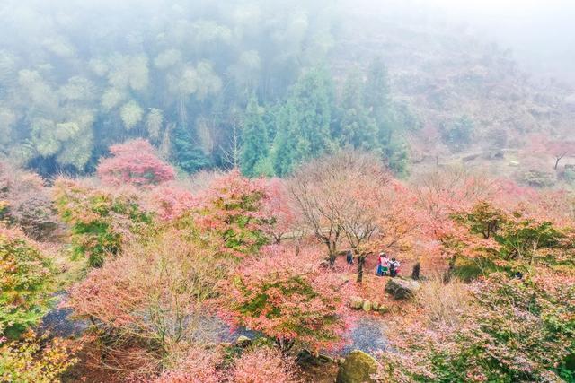 枫树 枫叶 景区 风景 旅游 乡村 生态游客