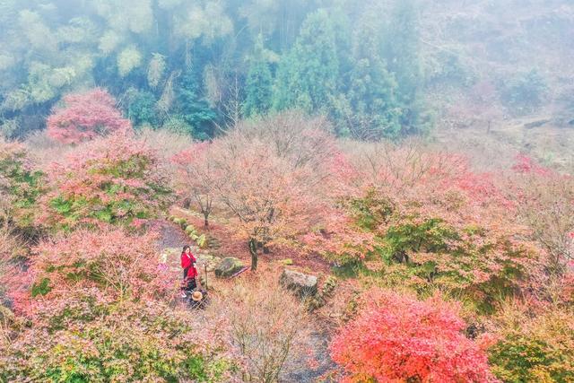 枫树 枫叶 景区 风景 旅游 乡村 生态游客