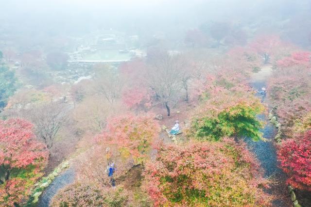 枫树 枫叶 景区 风景 旅游 乡村 生态游客