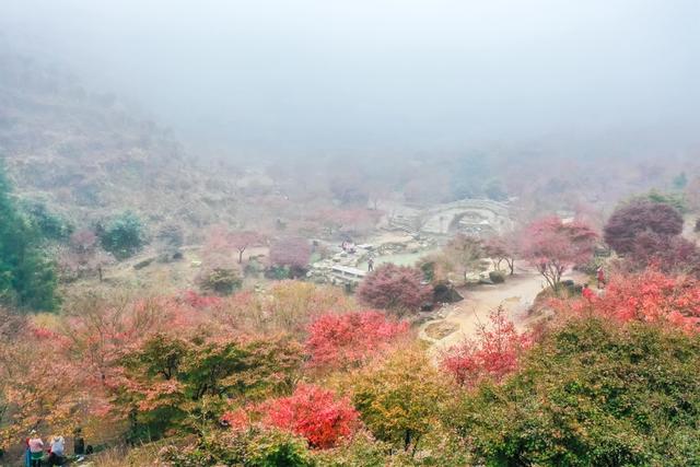 枫树 枫叶 景区 风景 旅游 乡村 生态游客