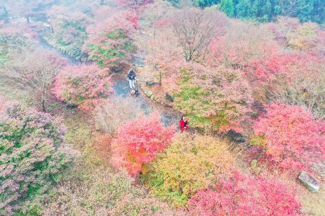 枫树 枫叶 景区 风景 旅游 乡村 生态游客